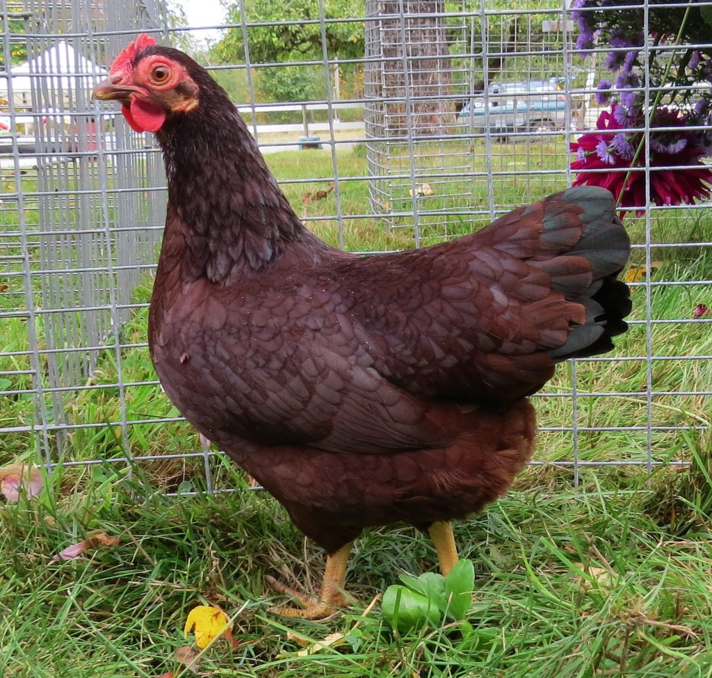 Bantam Rhode Island Red pullet