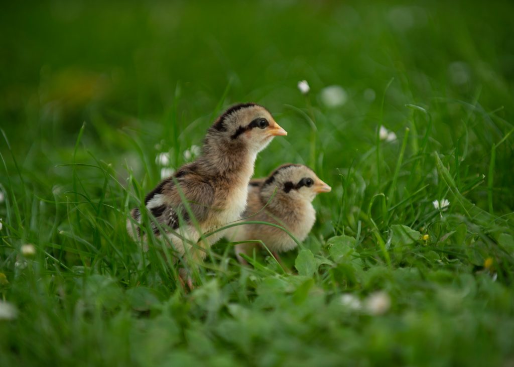 phoenix chicks