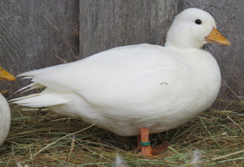 White call duck