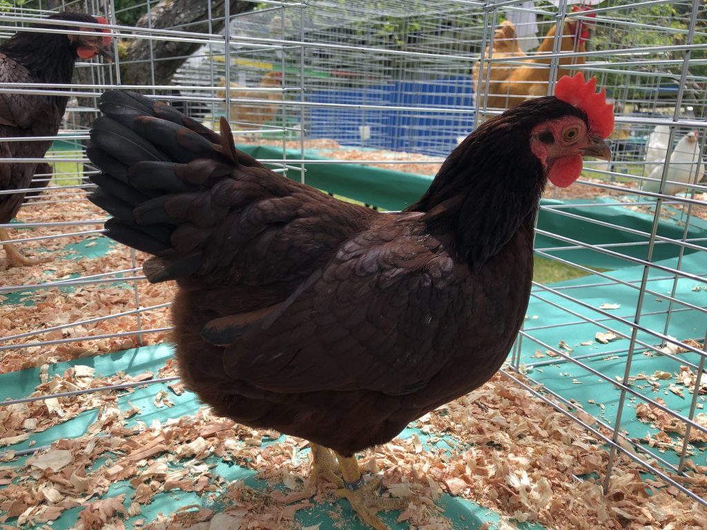 Bantam Rhode Island Red