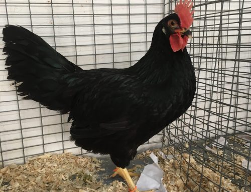 SaltSpring Poultry Fall Fair Auction